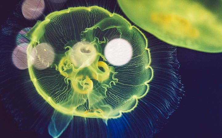 昆虫表达：生物医药与农业创新的新引擎