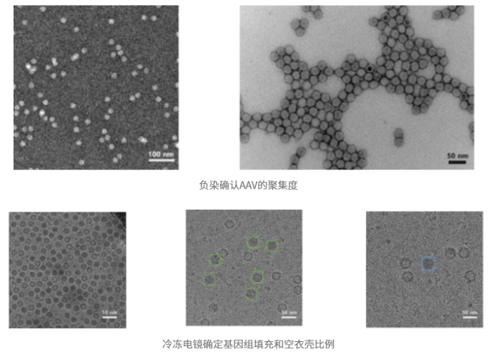 冷冻电镜表征：纳米颗粒研究的关键技术