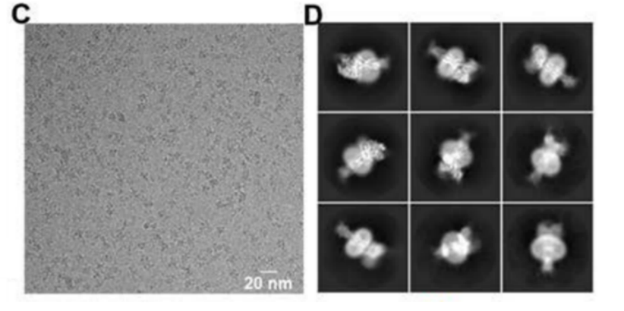 冷冻电镜单颗粒技术：打开生物分子结构的 “高清窗口”