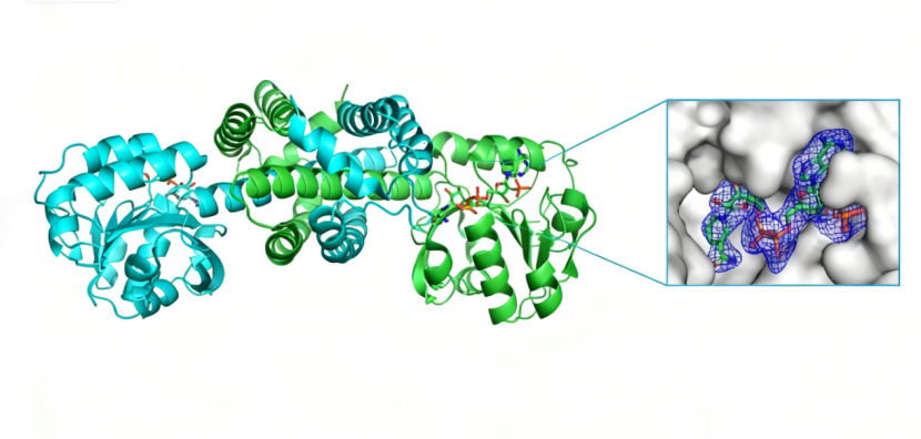 探秘X射线衍射:解析蛋白结构的“金标准”技术