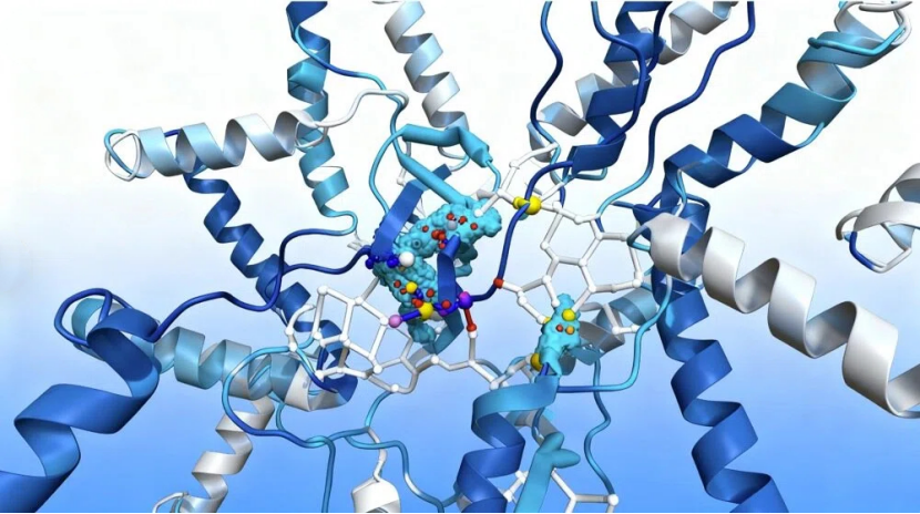 蛋白复合物结构解析：解码生命机制的核心钥匙