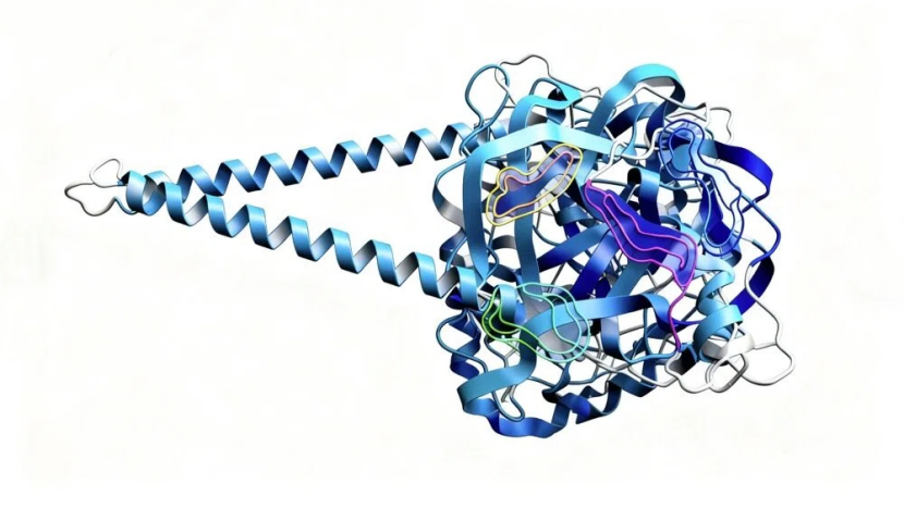 蛋白结构解析：解码生命奥秘的核心钥匙