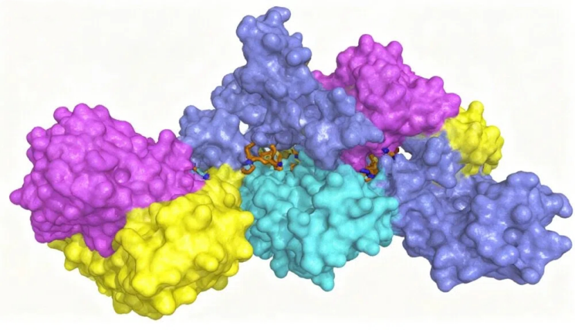 解析蛋白质结构：架起微观与宏观生命的桥梁