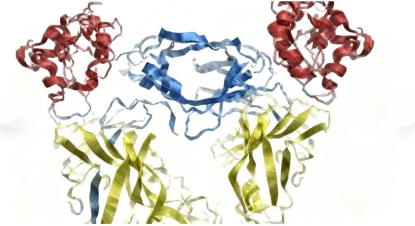 蛋白质结构解析：解码生命奥秘的核心钥匙
