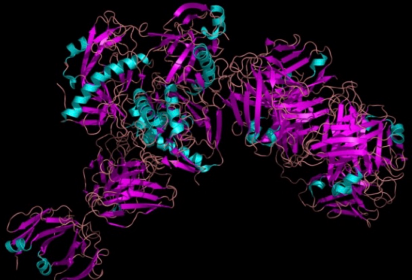 蛋白结构分析：以空间构象解码生命功能密码