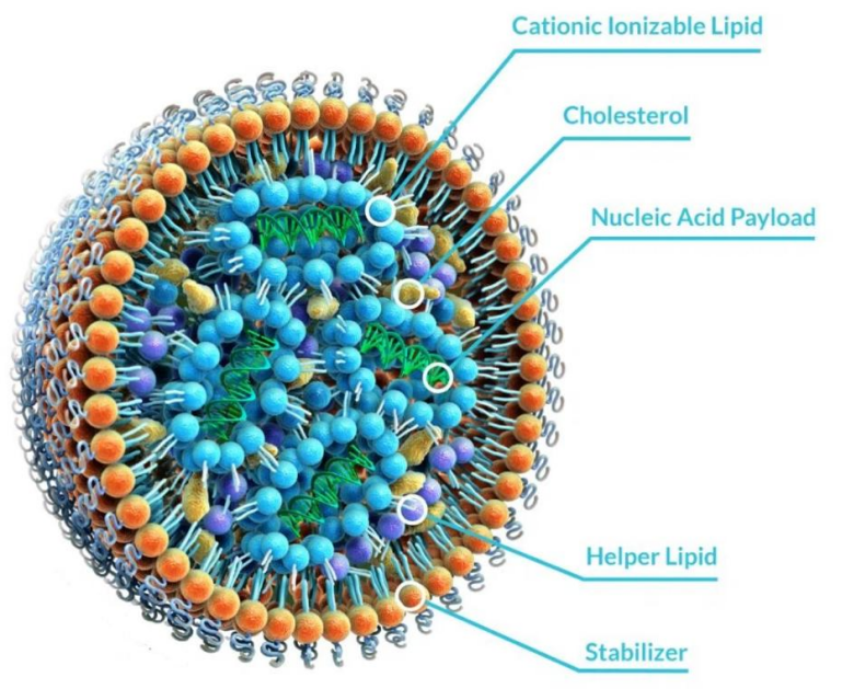 精准解析LNP表征:冷冻电镜技术赋能纳米药物研发