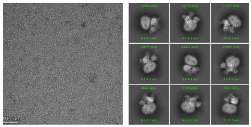 冷冻电镜单颗粒技术：解码生命微观结构的前沿利器