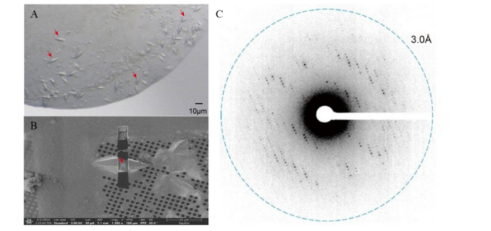 三维电子衍射：赋能科研创新的微观结构解析新范式