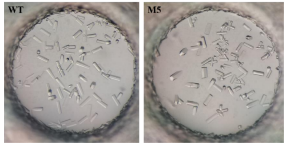 蛋白共晶制备:从“蛋白-配体”复合物到跨领域应用突破